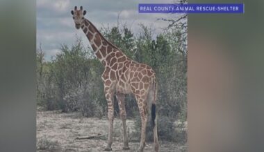 Getting runaway giraffe home safely will be a tall order: Texas sheriff