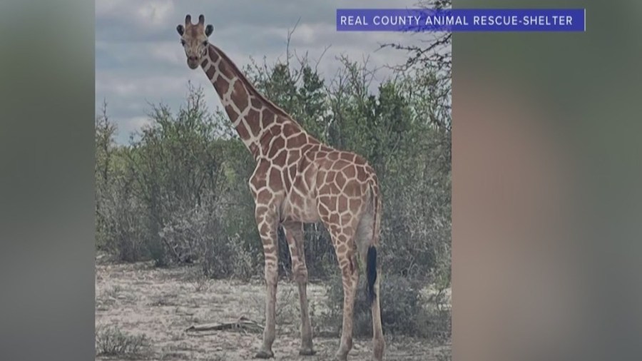 Getting runaway giraffe home safely will be a tall order: Texas sheriff