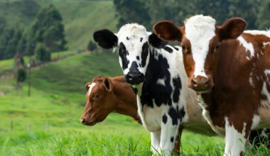 Screwworm Cases Multiply in Texas as Canada Bars State Cattle