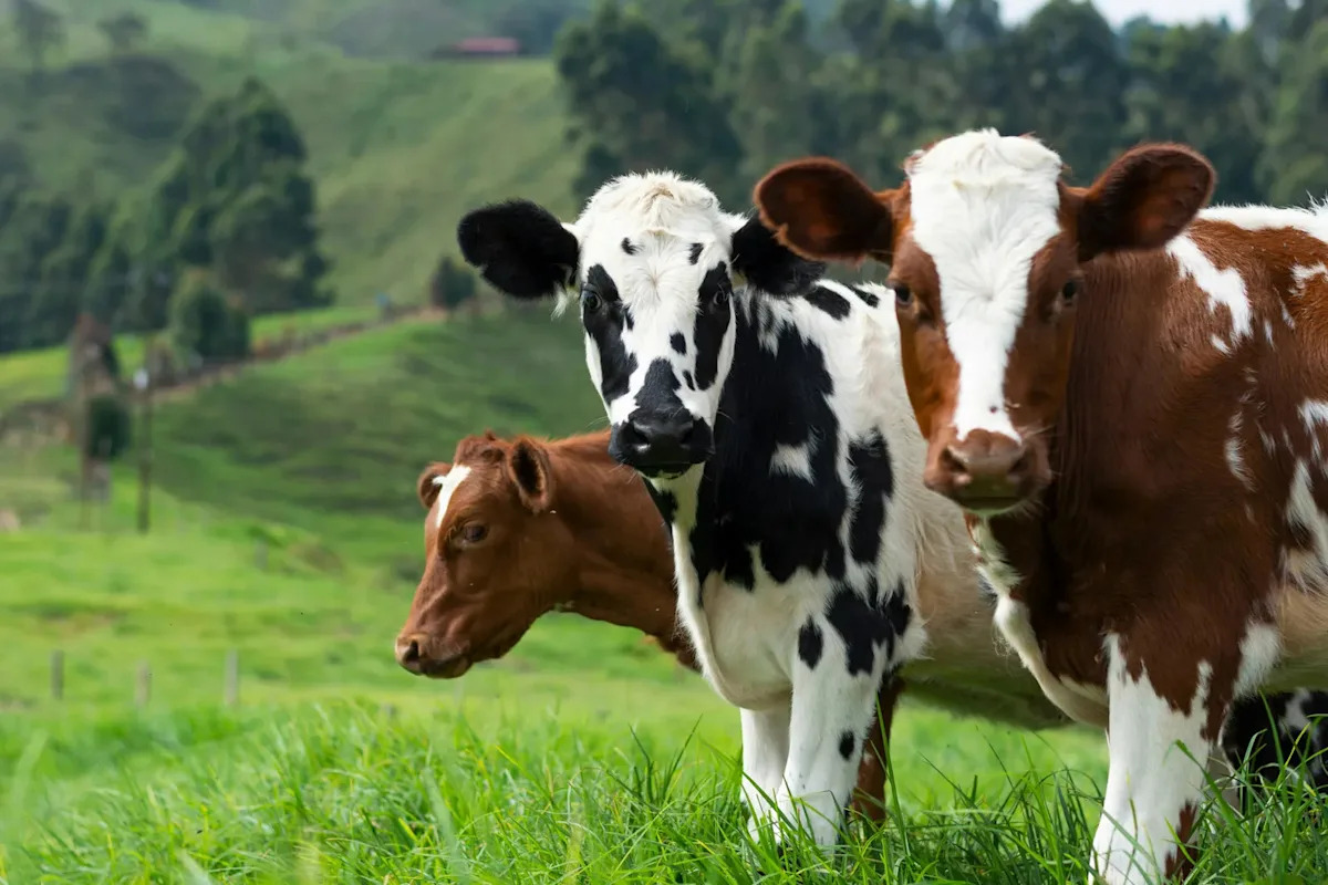 Screwworm Cases Multiply in Texas as Canada Bars State Cattle
