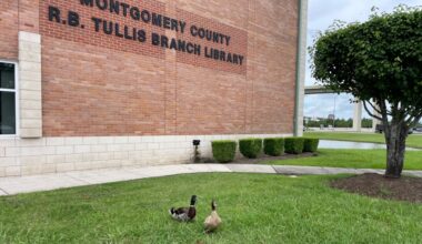 On June 18, The R.B. Tullis Library is hosting a pet therapy session in partnership with Pets With a Mission. (Emily Lincke/Community Impact)