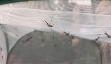 City to spray areas in North Dallas city for West Nile Virus, officials say