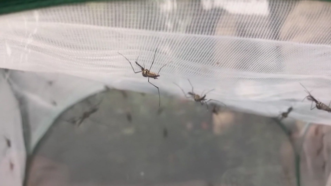City to spray areas in North Dallas city for West Nile Virus, officials say