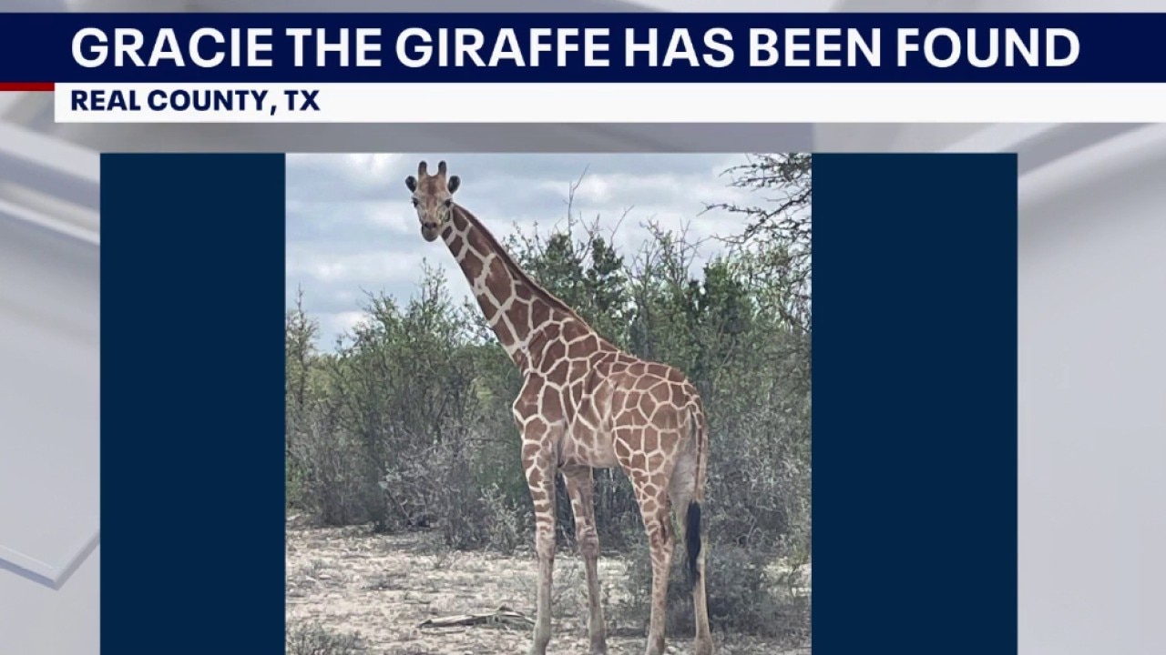 FILE – Gracie the Giraffe has been found