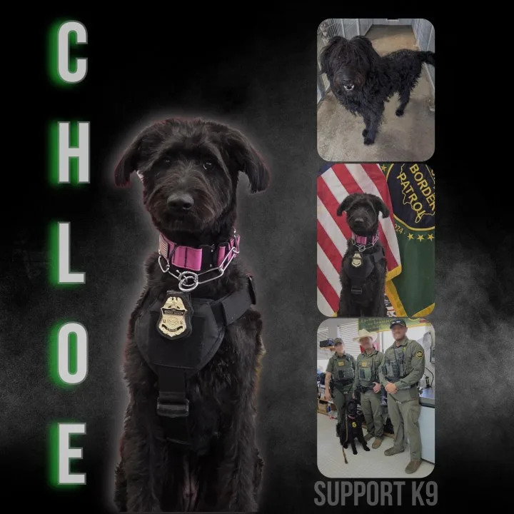 El Paso rescue dog, Chole as a certified Critical Incident Response K9. Photo courtesy of the U.S. Border Patrol.