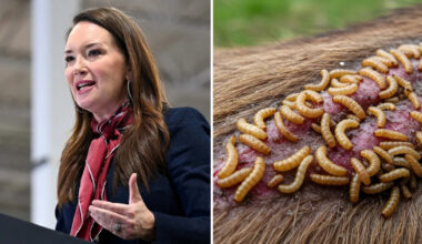 Public Health Workers Issue Grim Warning About Flesh-Eating Parasite After Texas Town Is Quarantined