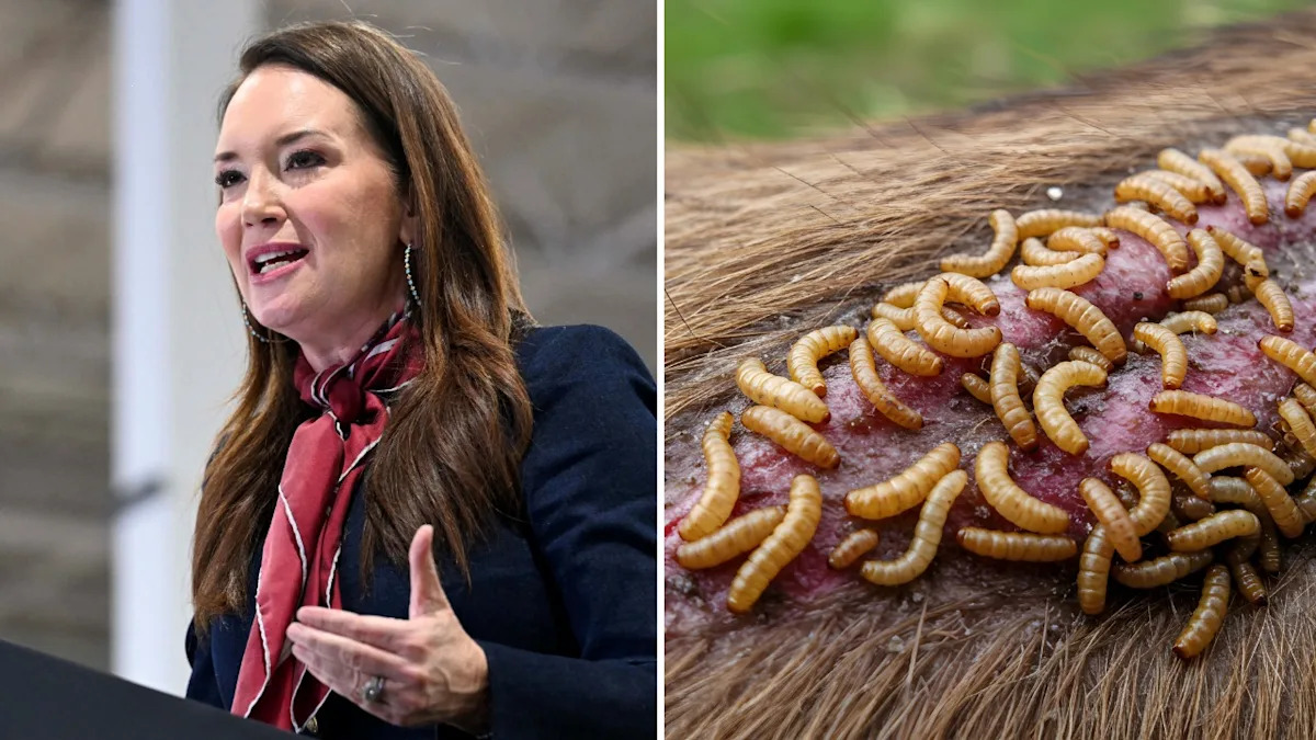 Public Health Workers Issue Grim Warning About Flesh-Eating Parasite After Texas Town Is Quarantined