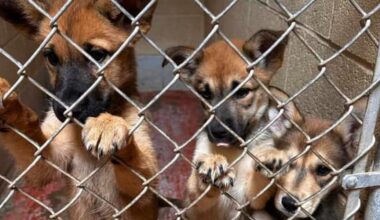 “Mass euthanasias”: Screwworm could have deeper implications for Texas’ already-crowded animal shelters