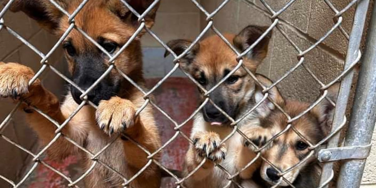 “Mass euthanasias”: Screwworm could have deeper implications for Texas’ already-crowded animal shelters