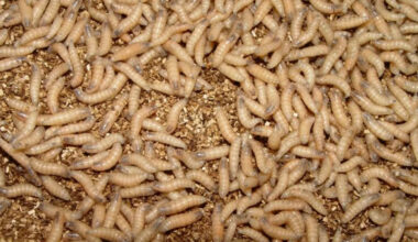 New World screwworm in Texas: Austin vet offers advice on keeping pets safe