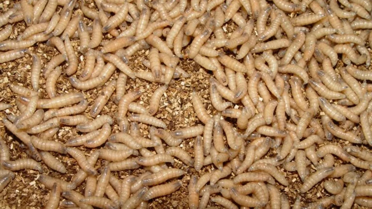 New World screwworm in Texas: Austin vet offers advice on keeping pets safe
