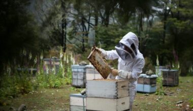 Truck Carrying Over 24 Million Bees Flips, Causing Lockdown in Texas Neighborhood