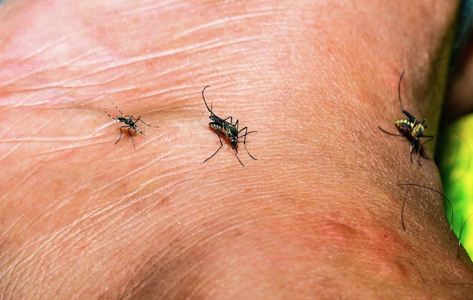 Female Aedes mosquitoes, including the Asian tiger mosquito (Aedes albopictus) and the yellow fever mosquito (Aedes aegypti), are observed feeding on human blood in Tehatta, West Bengal, India, on May 01, 2026. These mosquitoes are known to transmit diseases such as dengue, chikungunya, Zika, yellow fever, and West Nile virus. Rising temperatures are contributing to their survival. (Photo by Soumyabrata Roy/NurPhoto via Getty Images) (NurPhoto/NurPhoto via Getty Images)