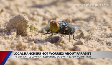 ‘SCREWWORMS ARE NOT NEW’: East Texas rancher not worried about cattle parasite