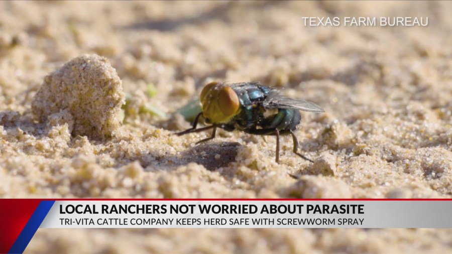 ‘SCREWWORMS ARE NOT NEW’: East Texas rancher not worried about cattle parasite