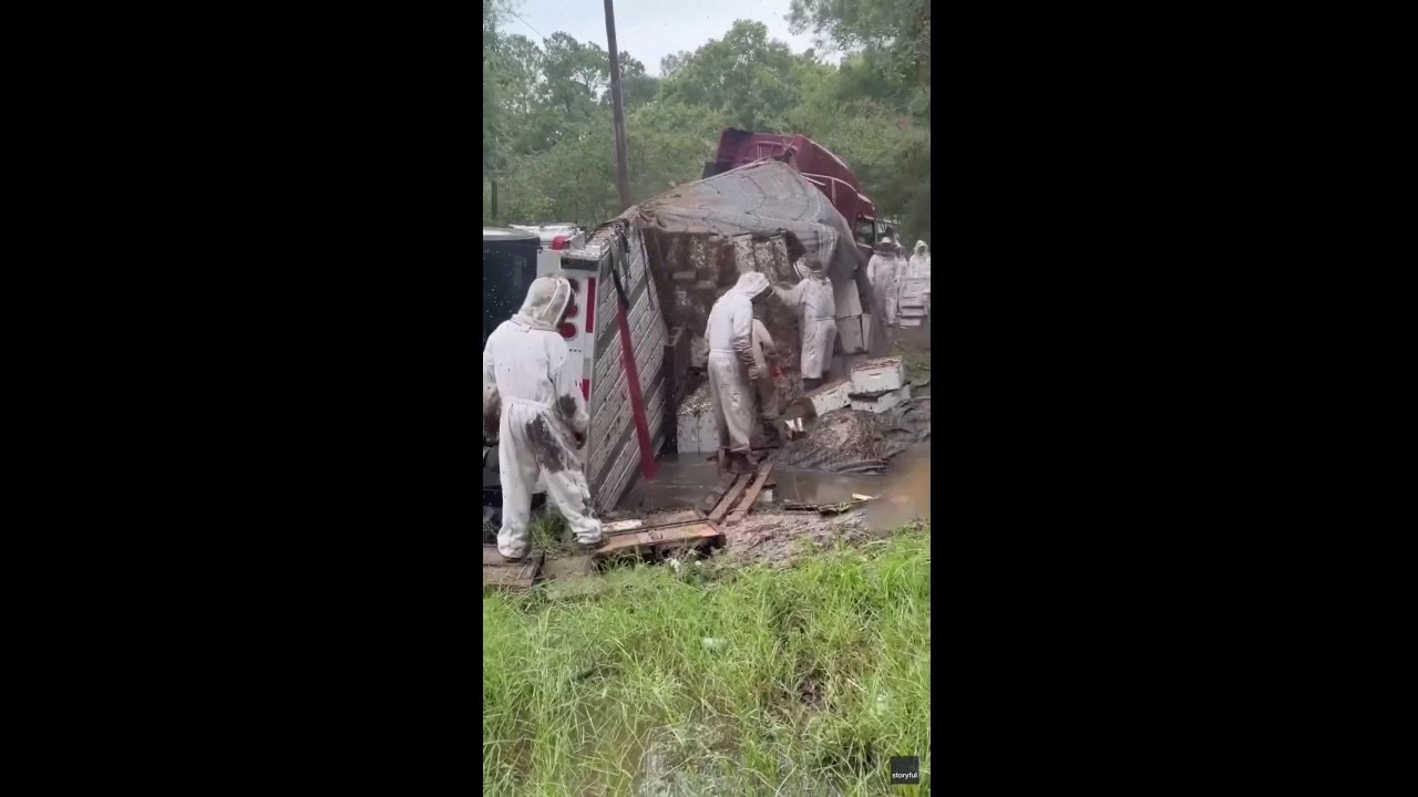 Team rushes to save millions of bees released during Texas crash