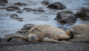 Endangered sea turtles shatter Texas nesting record by mid-June
