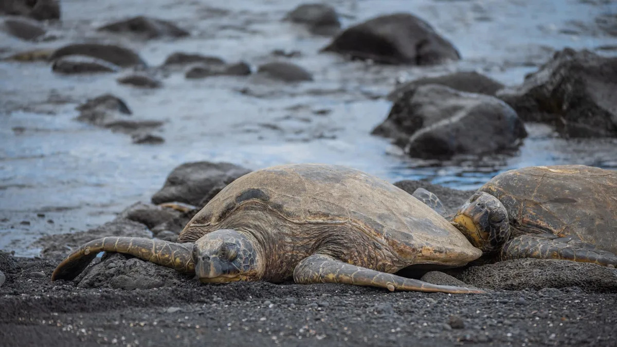 Endangered sea turtles shatter Texas nesting record by mid-June