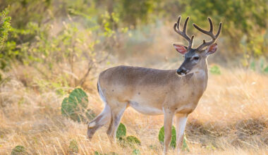 New World Screwworm Hits Texas During Fawning Season. Wildlife Officials Are Worried
