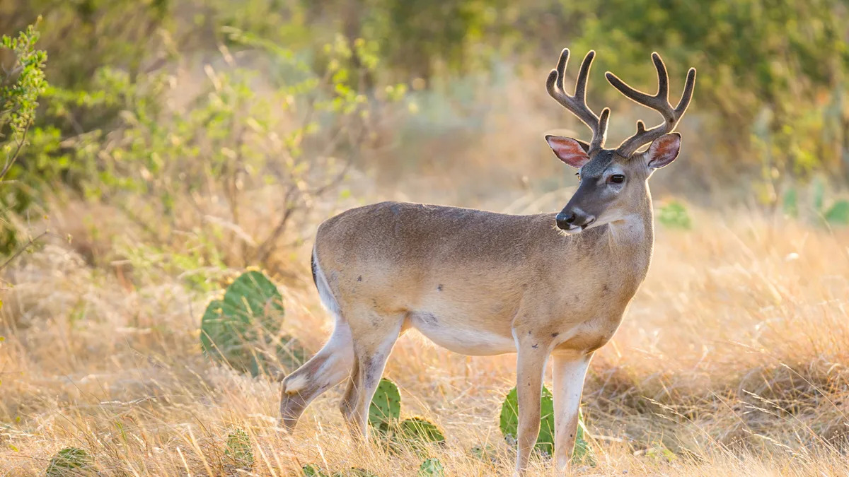 New World Screwworm Hits Texas During Fawning Season. Wildlife Officials Are Worried