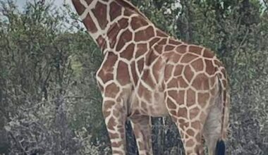 A giraffe named Gracie escaped in Texas. No one can seem to find her :: WRAL.com