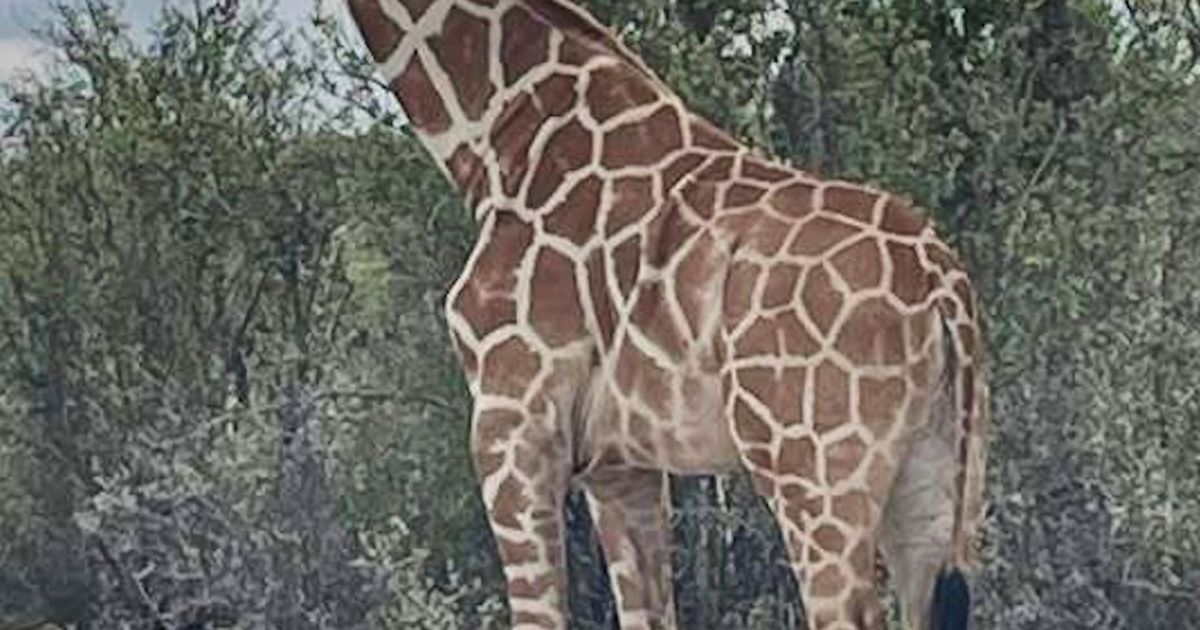 A giraffe named Gracie escaped in Texas. No one can seem to find her :: WRAL.com