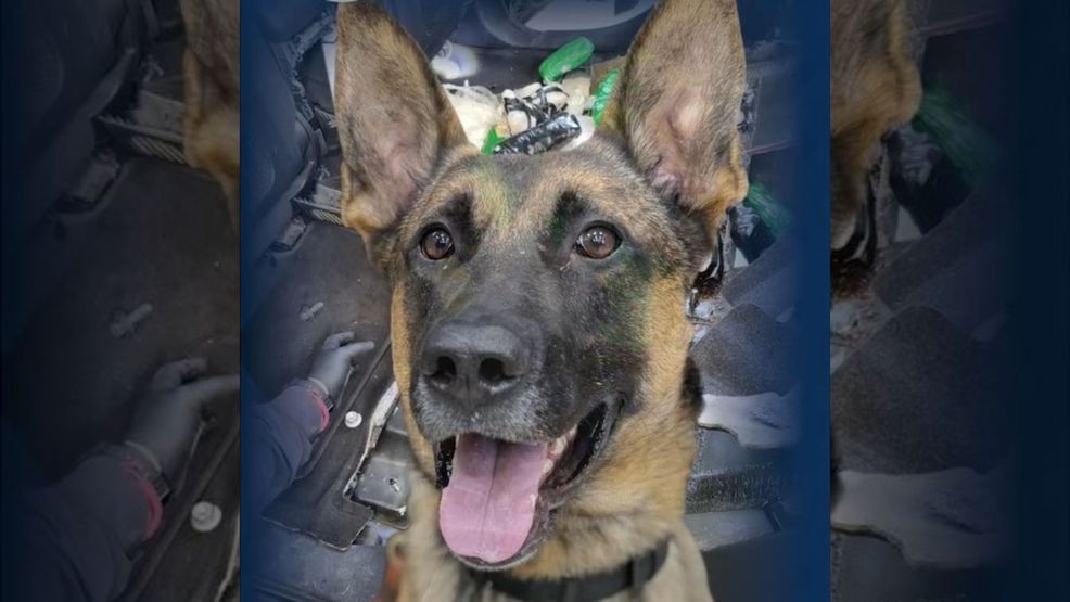 K9 sniffed out 57.90 pounds of methamphetamine at the Paso Del Norte border bridge in Downtown El Paso. June 18, 2026. Credit: CBP El Paso via Instagram