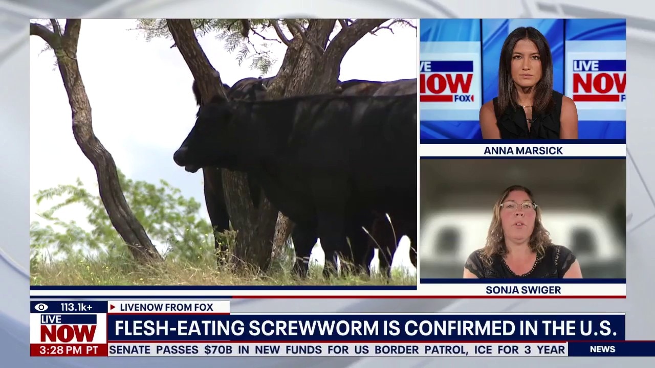 Flesh-eating screwworm reappears in U.S.