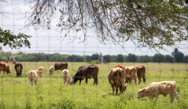 First U.S. Screwworm Case Since 1960s Prompts Texas Emergency Response