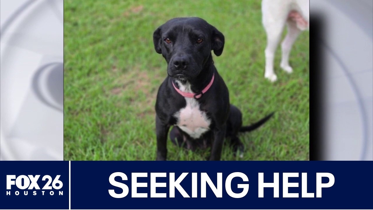 Houston dog rescue seeking assistance due to screwworm restrictions