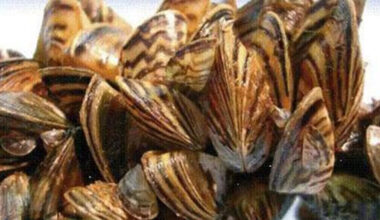 Texas lake 'infested' with invasive species, officials say