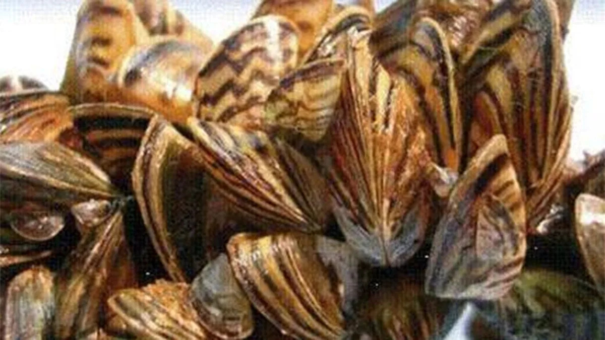 Texas lake 'infested' with invasive species, officials say