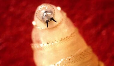 Ames USDA team helps Texas tackle screwworm outbreak