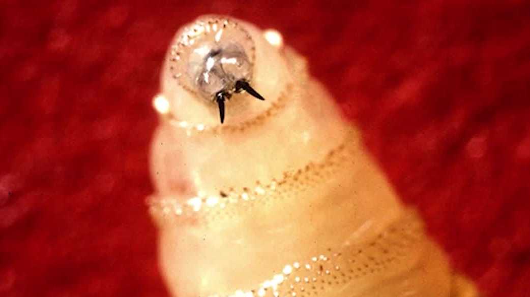 Ames USDA team helps Texas tackle screwworm outbreak