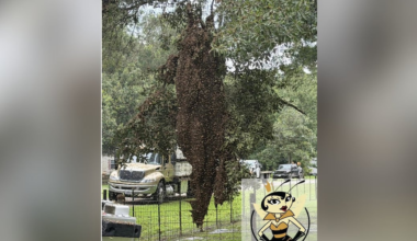 2 million bees escape after semitruck overturns in Texas