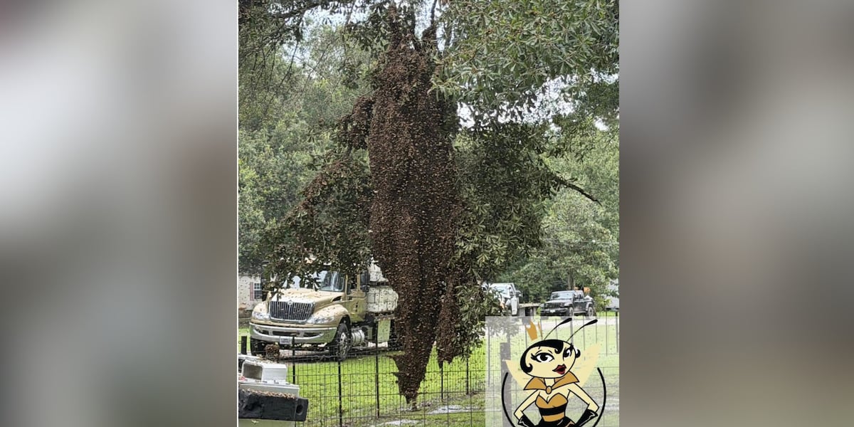 2 million bees escape after semitruck overturns in Texas