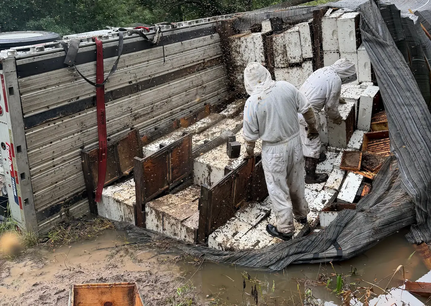 Beekeepers work to save millions of bees after Texas truck crash
