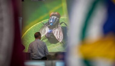 Texas governor wants to speed up work on a fly-breeding factory to fight a cattle parasite | National News