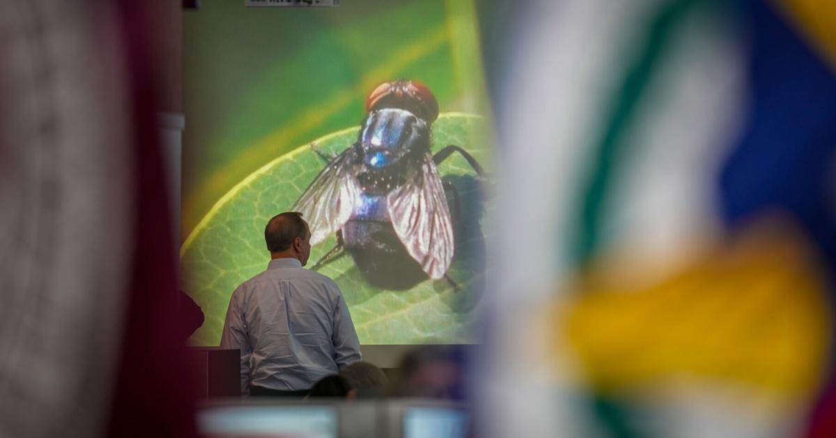 Texas governor wants to speed up work on a fly-breeding factory to fight a cattle parasite | National News