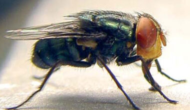 USDA funds 40 New World screwworm projects through Grand Challenge USDA is funding 40 new projects with over $100 million to combat New World screwworm. Several Texas universities were awarded funding.