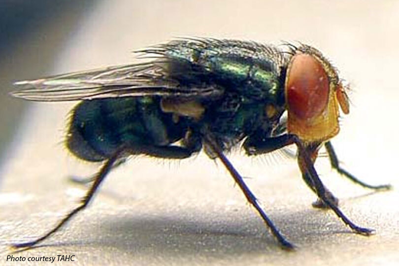 USDA funds 40 New World screwworm projects through Grand Challenge USDA is funding 40 new projects with over $100 million to combat New World screwworm. Several Texas universities were awarded funding.