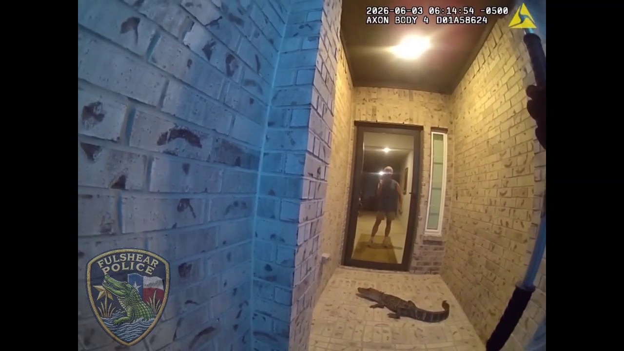 'Thought It Was an Amazon Package!': Local Wakes to Find Gator on His Porch