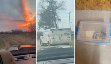 Texas officers answer a call about an illegal pet and find a Siamese spitting cobra in a container