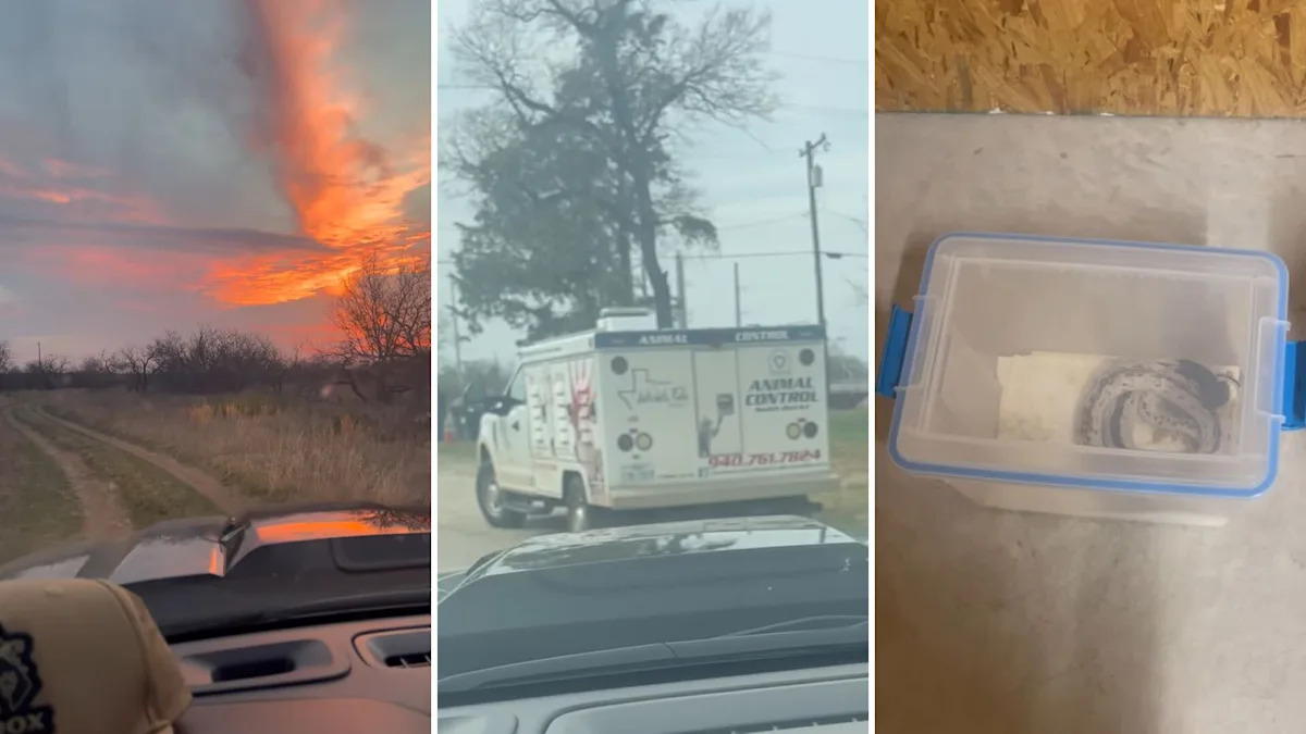 Texas officers answer a call about an illegal pet and find a Siamese spitting cobra in a container