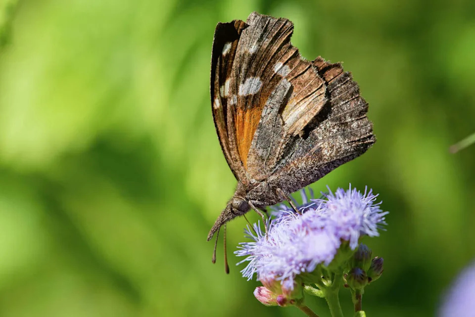 An American snout butterfly is identified by the elongated mouthparts that give the species its name. (bookguy/Getty Images/iStockphoto)