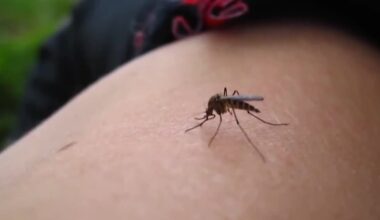 Lubbock health officials warn of West Nile virus detection in mosquitoes