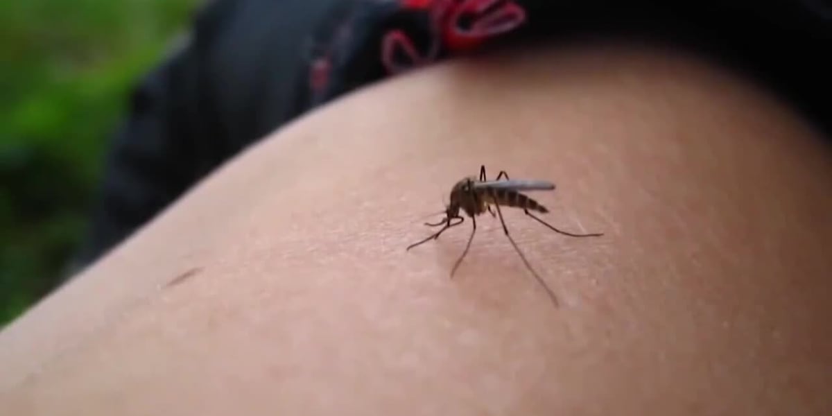 Lubbock health officials warn of West Nile virus detection in mosquitoes