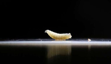 What to know about screwworm in Texas