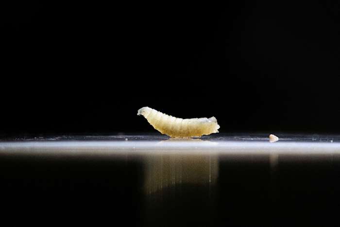 What to know about screwworm in Texas