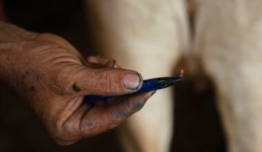 USDA confirms first case of New World screwworm in South Texas